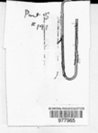 Puccinia dianthi image